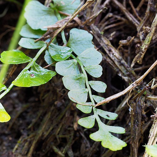 Asplenium flabellifolium, necklace fern, Tasmania