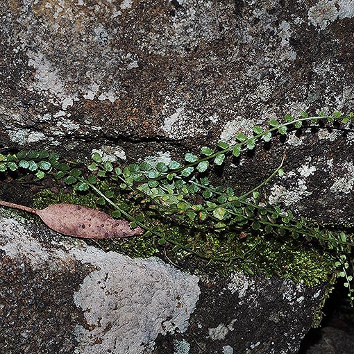 Asplenium flabellifolium, necklace fern, Tasmania