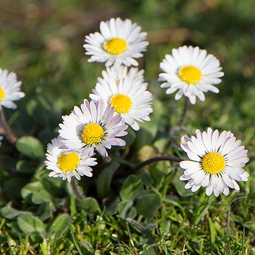 Bellis perennis, English daisy, Tasmania