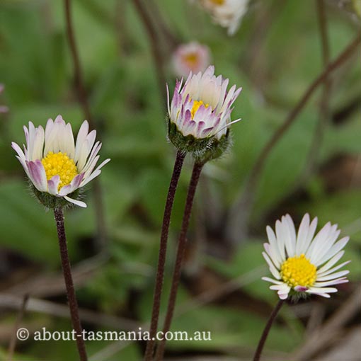 Bellis perennis, English daisy, Tasmania