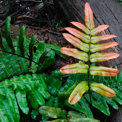 Blechnum wattsii,<br />
Hard water fern, Tasmania