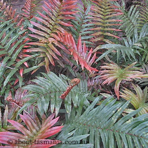 Blechnum wattsii, Hard water fern, Tasmania