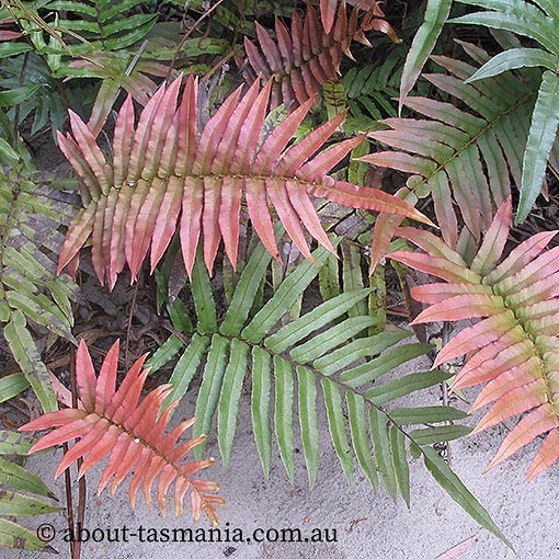 Blechnum wattsii, Hard water fern, Tasmania
