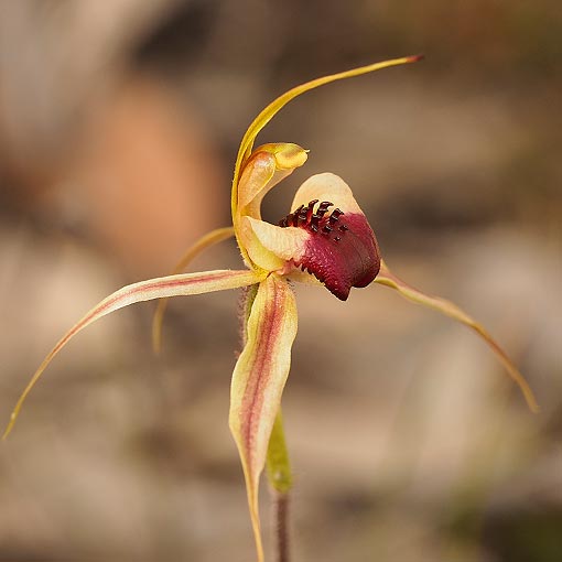 Caladenia claviger,<br />
clubbed spider orchid, Tasmania