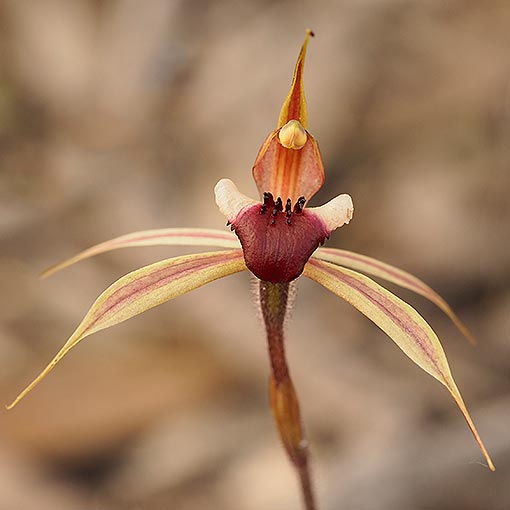 Caladenia claviger, clubbed spider orchid, Tasmania