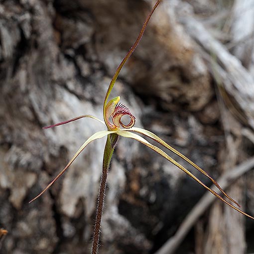 Caladenia echidnachila, fawn spider orchid, Tasmania