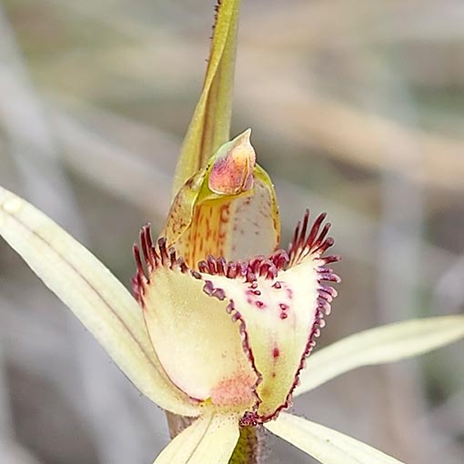 Caladenia echidnachila, fawn spider orchid, Tasmania