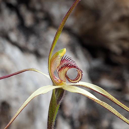 Caladenia echidnachila, fawn spider orchid, Tasmania