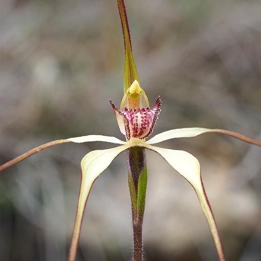 Caladenia echidnachila, fawn spider orchid, Tasmania
