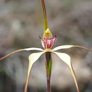 Caladenia echidnachila