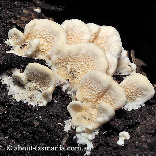 Cerrena zonata, Antrodiella, zonata, fungi, Tasmania