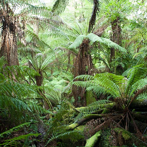 Dicksonia antarctica | About Tasmania