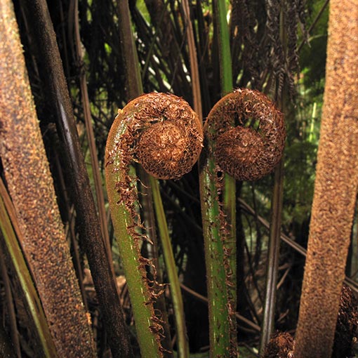 Dicksonia antarctica, Tasmania, fern, man fern, tree fern