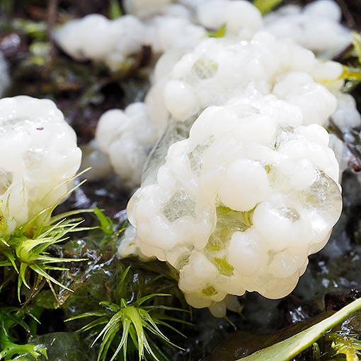 Mucilago crustacea, myxomycetes, Tasmania