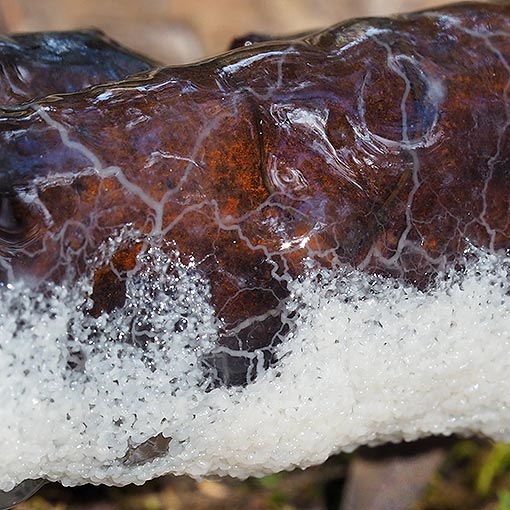 Mucilago crustacea, myxomycetes, Tasmania