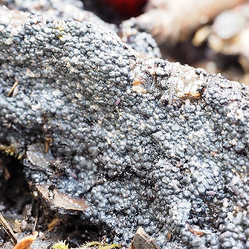 Mucilago crustacea, myxomycetes, Tasmania
