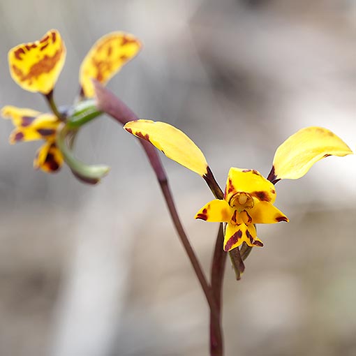 Diuris pardina,<br />
leopard orchid, Tasmania