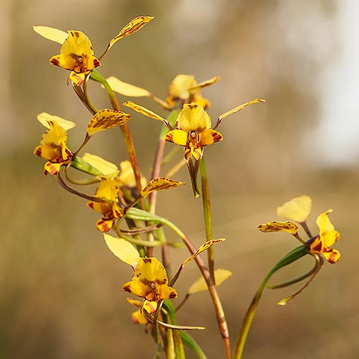 Diuris pardina, leopard orchid, Tasmania