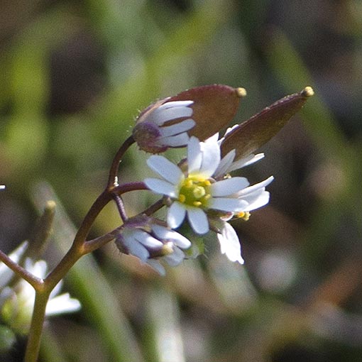 Draba verna, whitlow grass, Tasmania