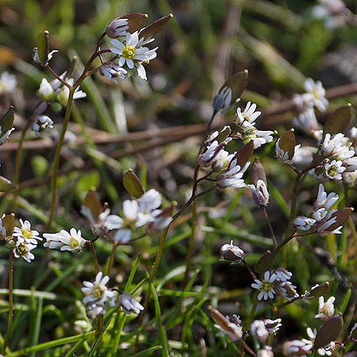 Draba verna, whitlow grass, Tasmania