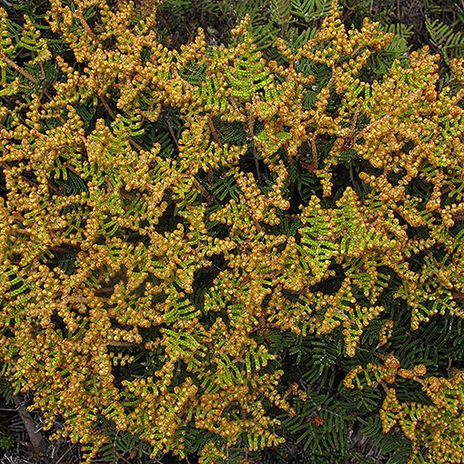 Gleichenia alpina, Alpine coral-fern, Tasmania
