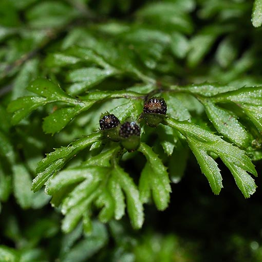 Hymenophyllum cupressiforme,<br />
Common Filmy-fern, Tasmania