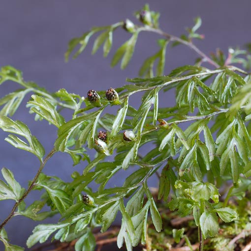 Hymenophyllum cupressiforme, Common Filmy-fern, Tasmania