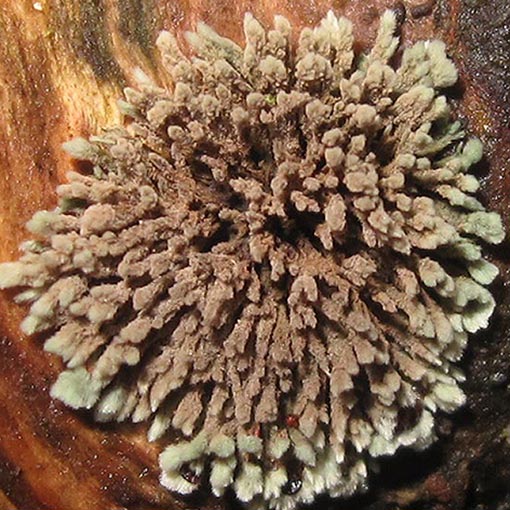Hypoxylon-howeianum Hypoxylon howeanum, fungi, Tasmania