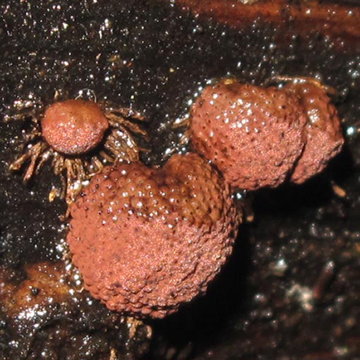 Hypoxylon-howeianum3 Hypoxylon howeanum, fungi, Tasmania