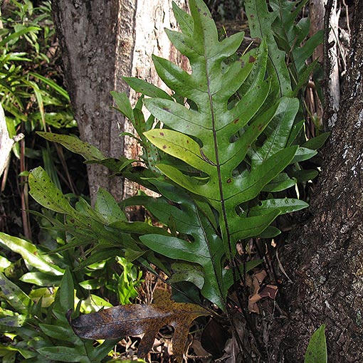 Microsorum pustulatum,<br />
Kangaroo Fern, Tasmania