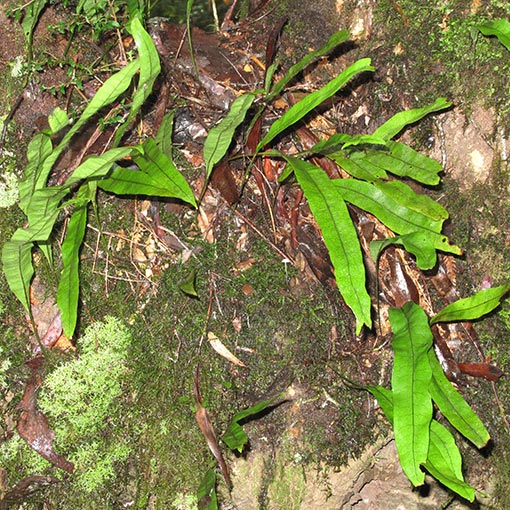 Microsorum pustulatum | About Tasmania