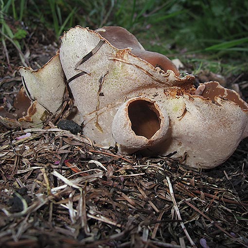 Peziza repanda, fungi, Tasmania