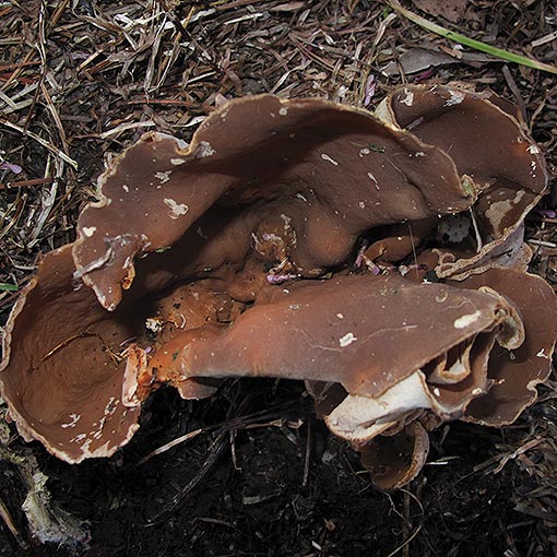 Peziza repanda, fungi, Tasmania