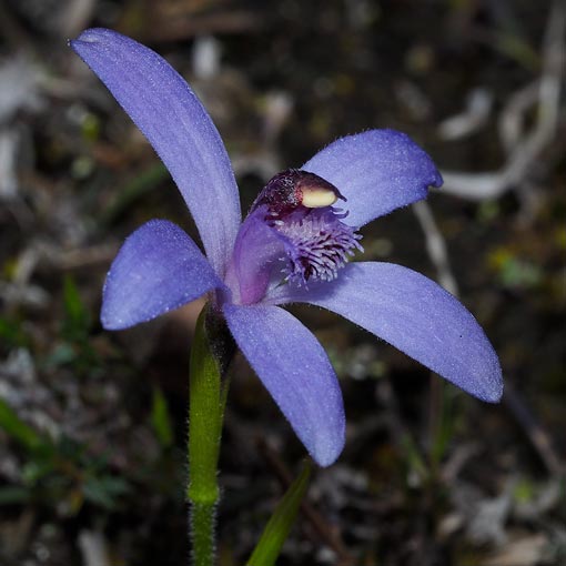 Phelandia deformis,<br />
Blue Fairy Orchid, Tasmania
