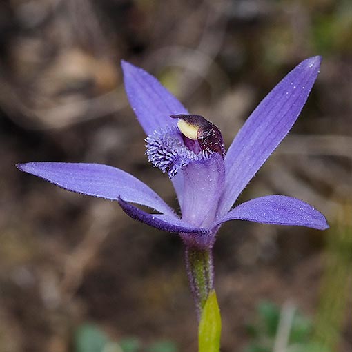 Phelandia deformis, Blue Fairy Orchid, Tasmania
