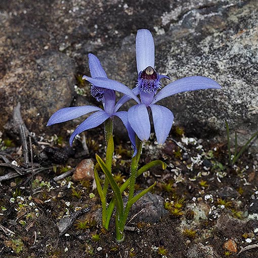 Phelandia deformis, Blue Fairy Orchid, Tasmania