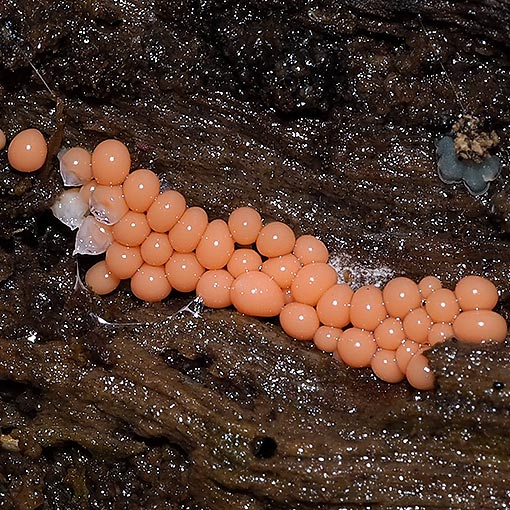 Oligonema affine, Trichia affinus, Tasmania, slime mould