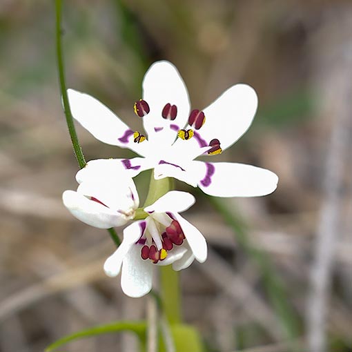 Wurmbea dioica, Early Nancy, Tasmania