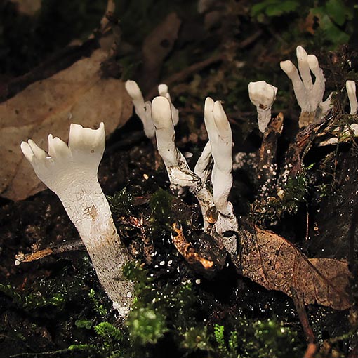 Xylaria aff. hypoxylon | About Tasmania