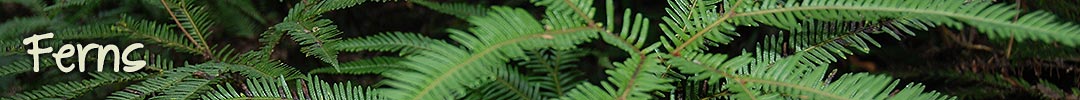 ferns in Tasmania