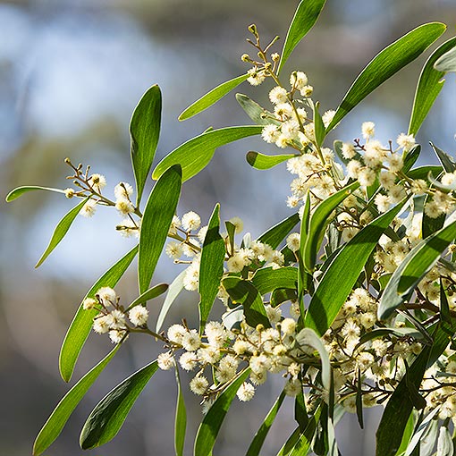 Acacia melanoxylon, Blackwood, Tasmania