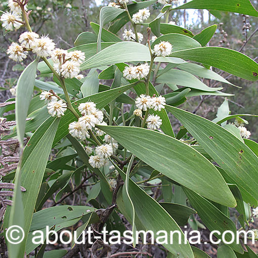 Acacia melanoxylon, Blackwood, Tasmania