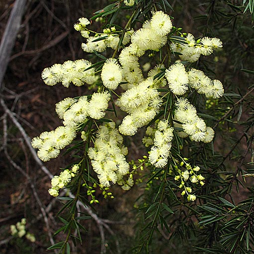 Acacia riceana, Arching wattle, Tasmania
