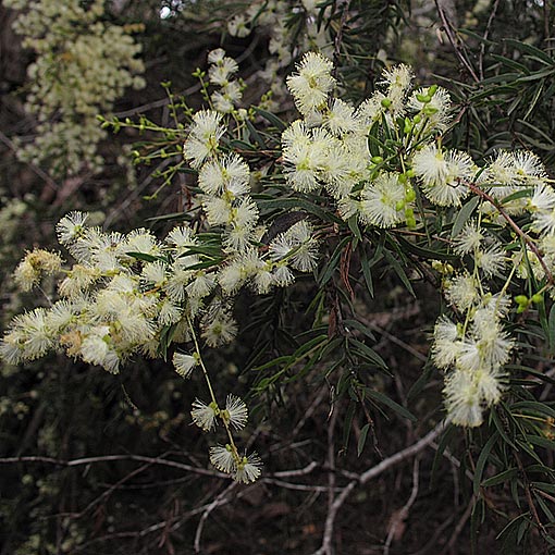 Acacia riceana | About Tasmania