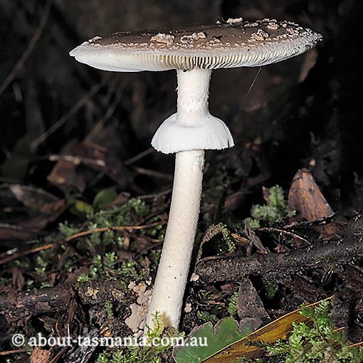 Amanita umbrinella, fungi, Tasmania