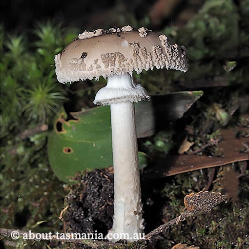 Amanita umbrinella | About Tasmania