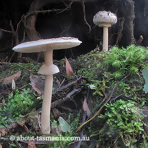 Amanita umbrinella, fungi, Tasmania