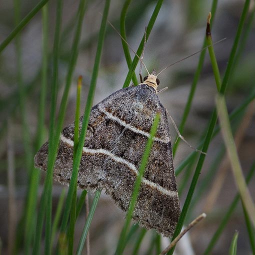Antasia flavicapitata, moth, Tasmania