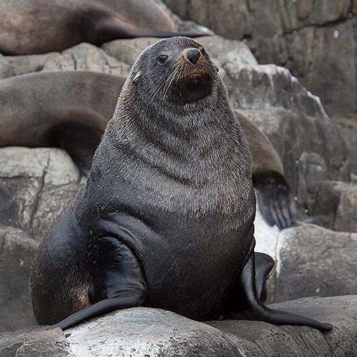 Australian Fur Seal About Tasmania