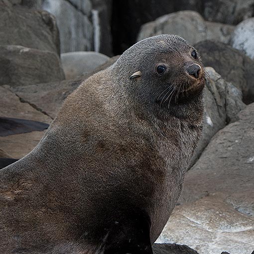 Australian fur seal | About Tasmania